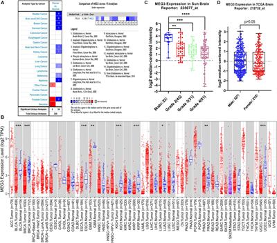 Prognostic Value of MEG3 and Its Correlation With Immune Infiltrates in Gliomas